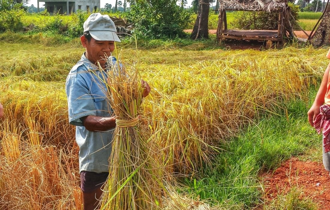 cambodian rice farmer in kampot