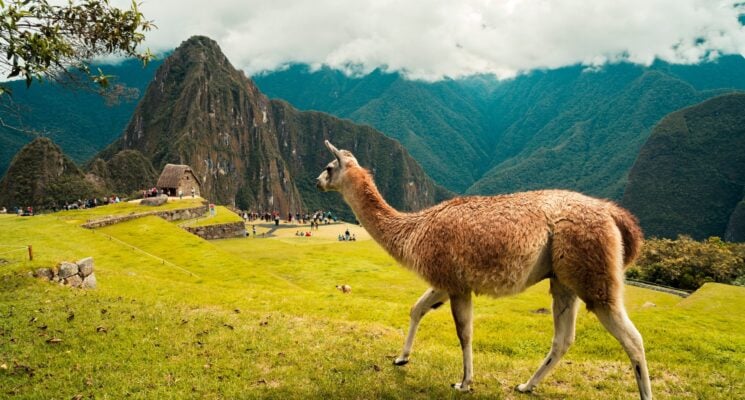 a llama standing near Machu Picchu Peru