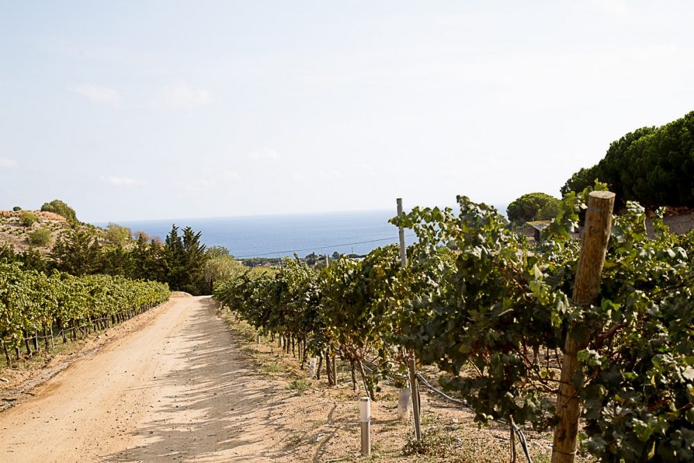 Best Vineyards near Barcelona