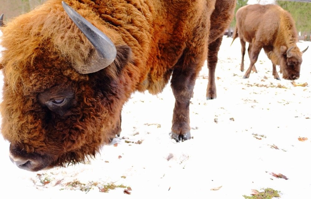 Białowieża Bisons