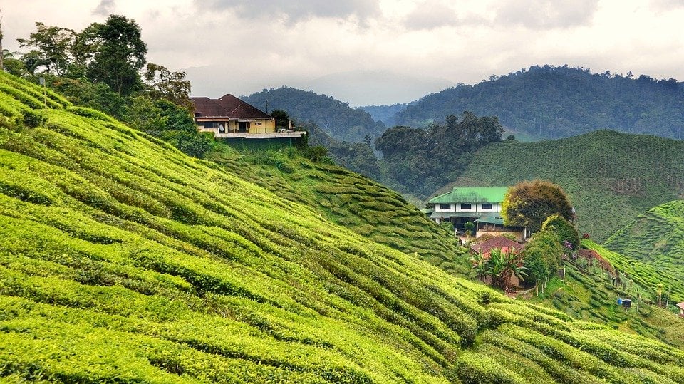 things to do in Malaysia - Cameron Highlands