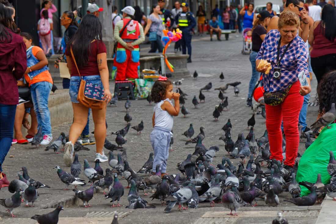 picture of pigeons in a square in costa rica with people walking by