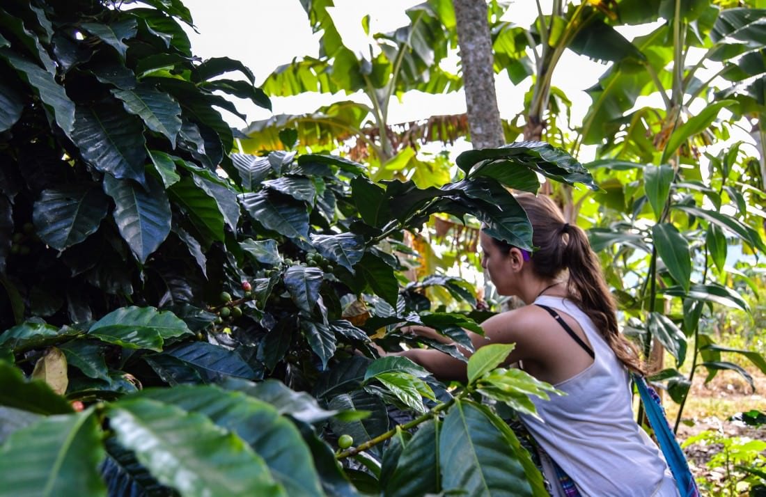 coffee plantation tour salento colombiia