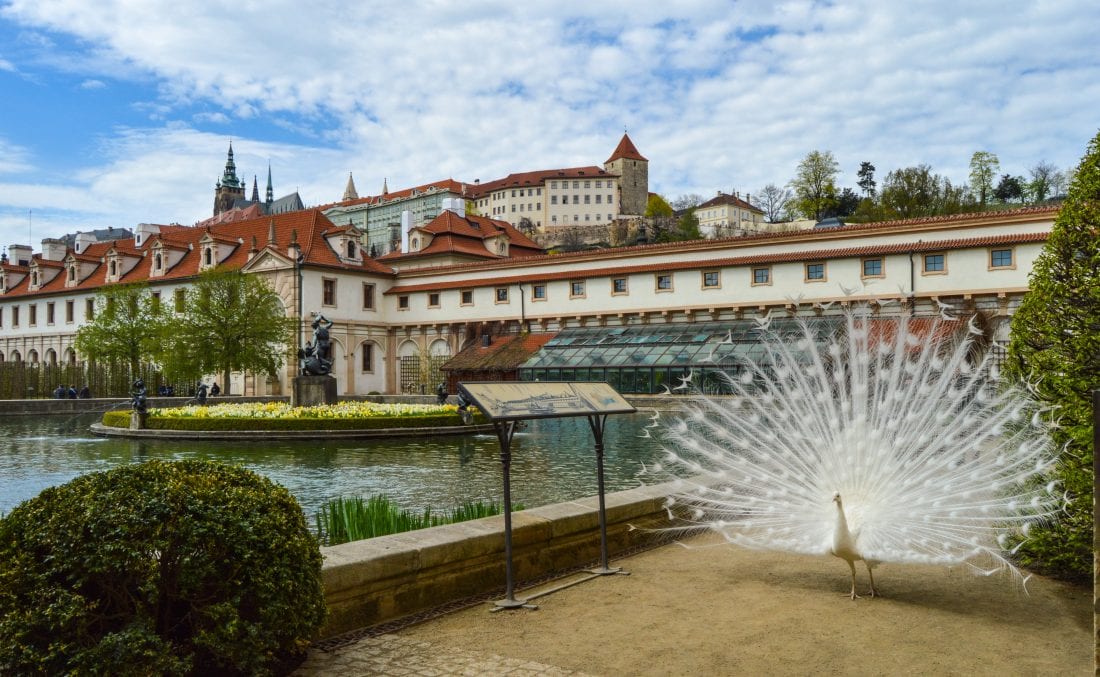 Wallenstein Garden and Prague Castle Prague, complete with white peacock