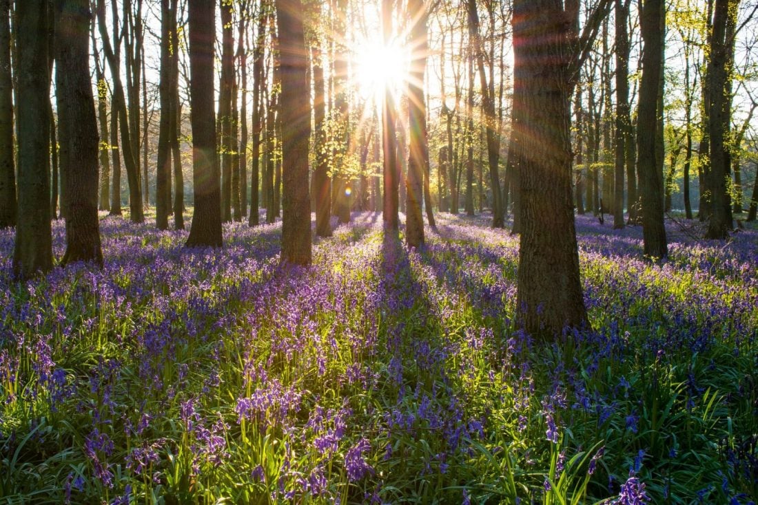 quiet places in london epping forest