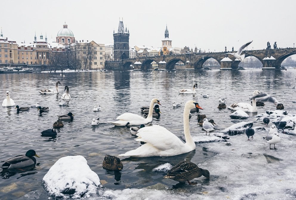 swans on the river in Prague with Charles Bridge covered in snow