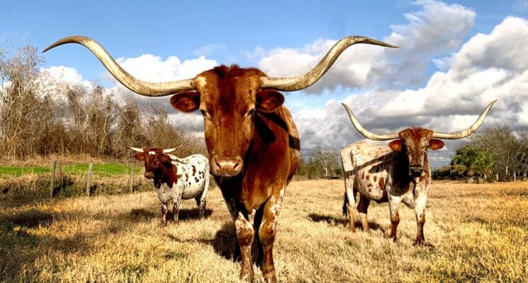 texas longhorns - places to visit in texas